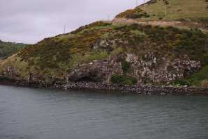 HARINGTON-POINT-DUNEDIN (31)